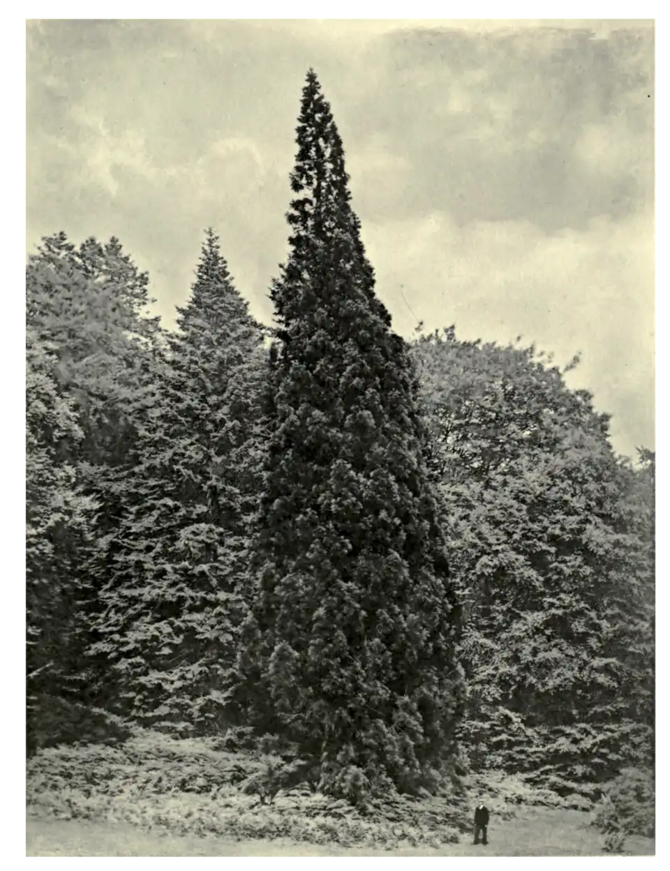 Plate 196: Wellingtonia at Fonthill