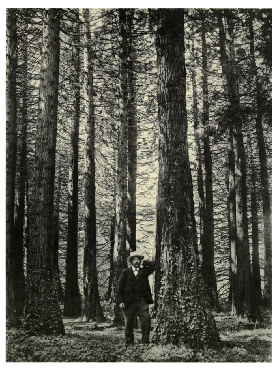 Plate 197: Wellingtonia at Aston Clinton