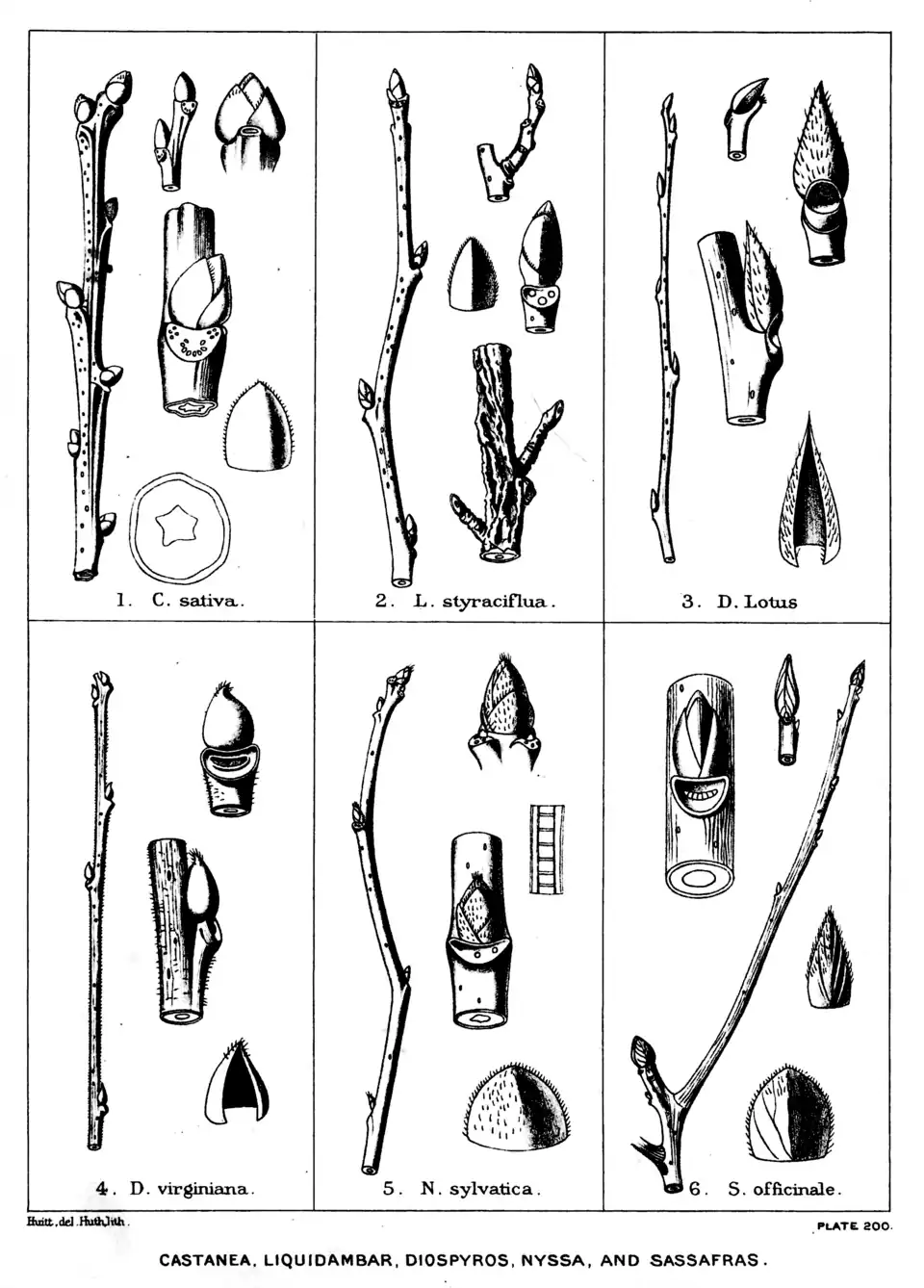Plate 200: Castanea, Liquidambar, Diospyros, Nyssa, and Sassafras; buds and twigs