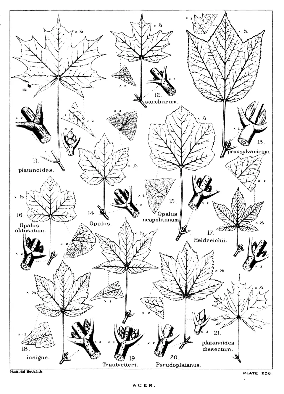 Plate 206: Acer; leaves, etc.