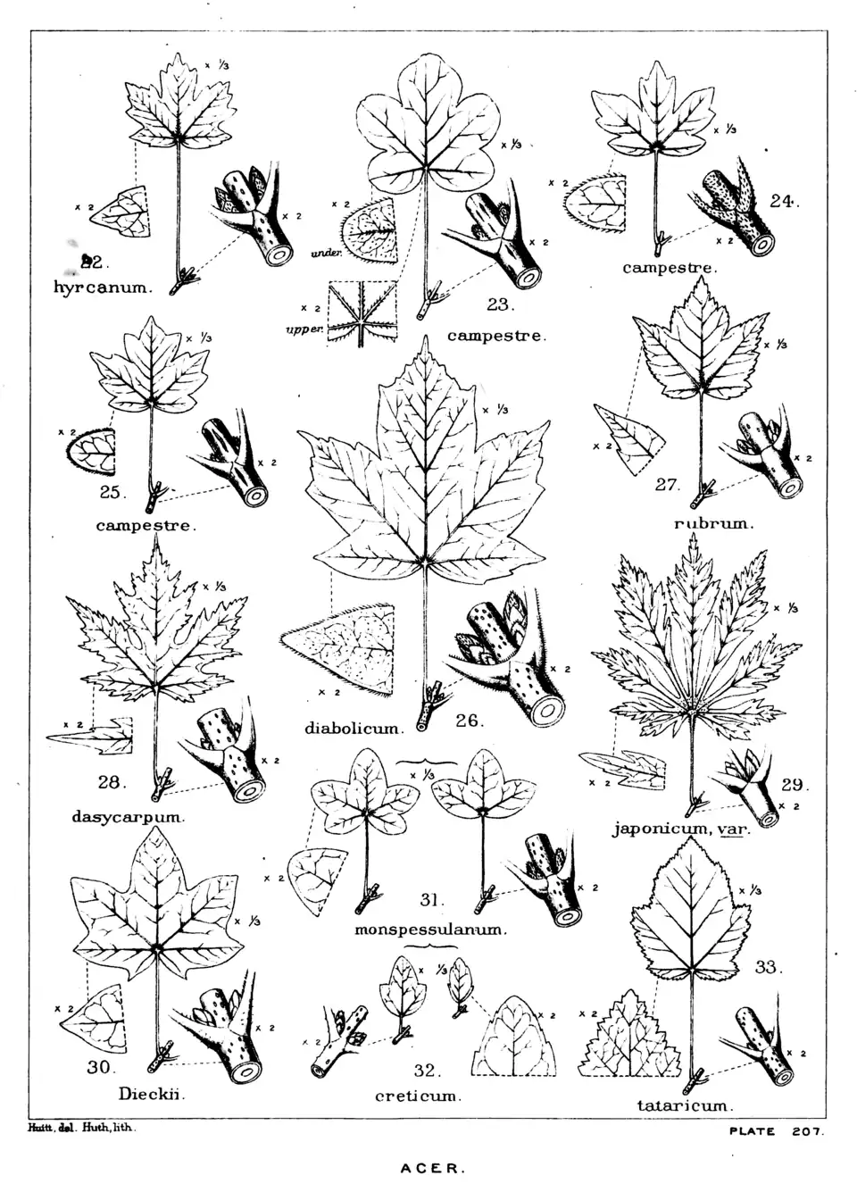 Plate 207: Acer; leaves, etc.