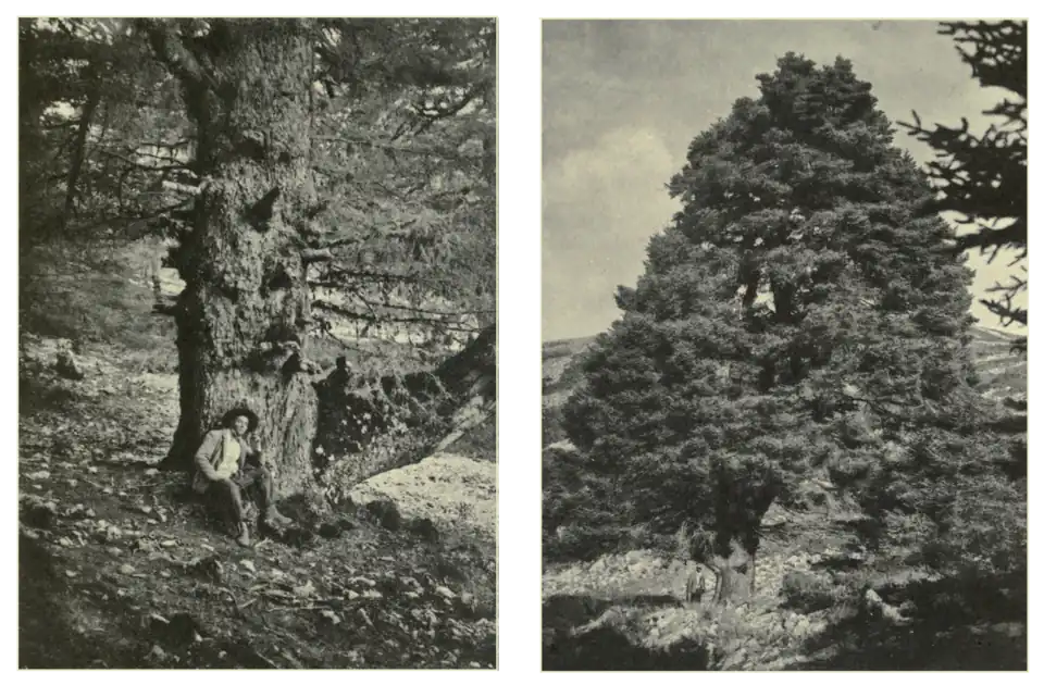 Plate 212: Spanish Fir in Andalusia