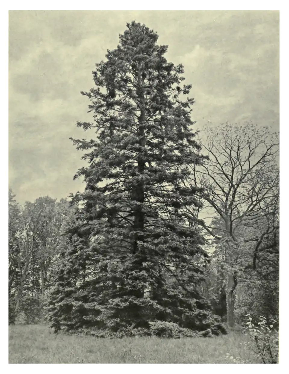 Plate 214: Greek Fir at Barton