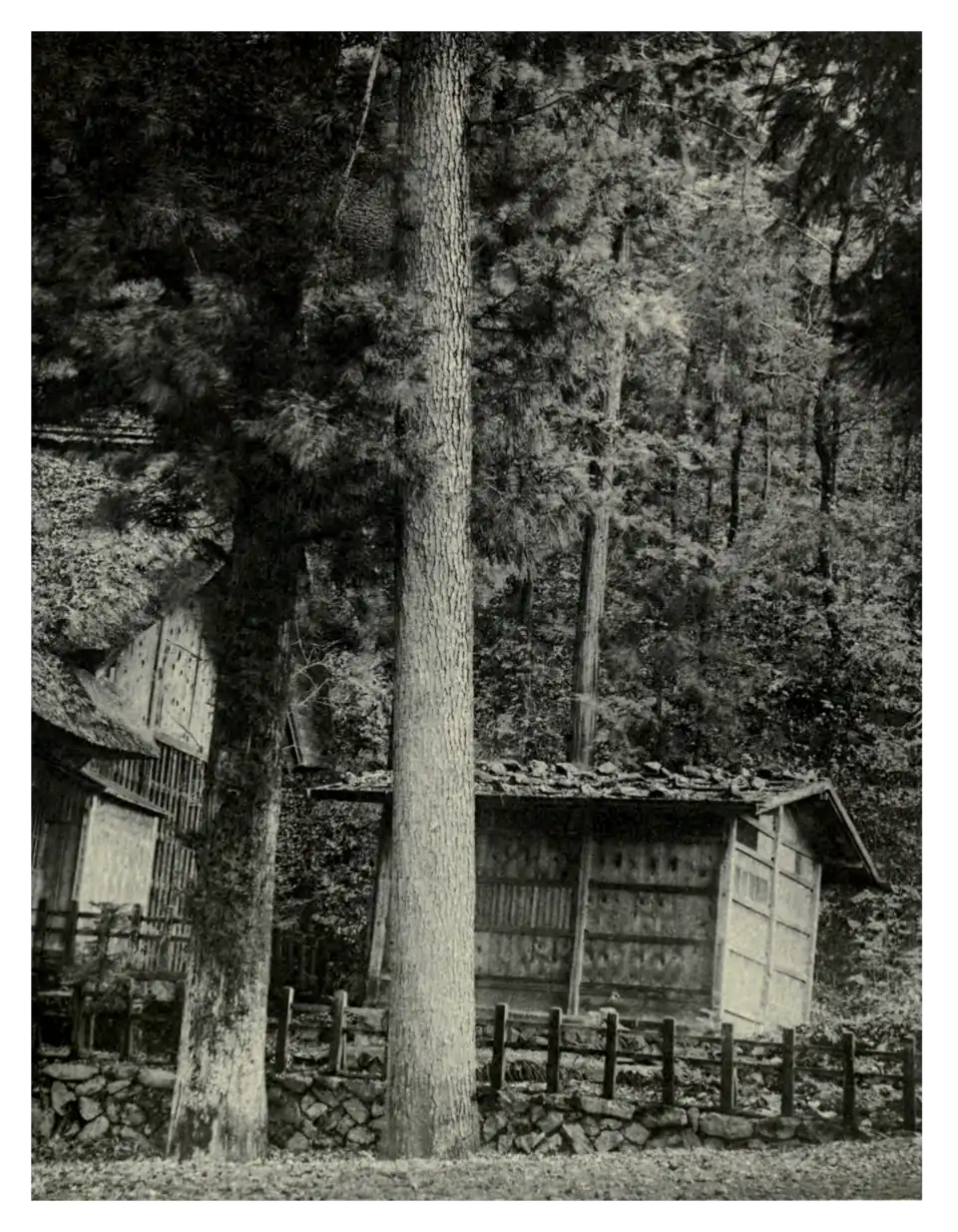 Plate 216: Japanese Fir in Japan