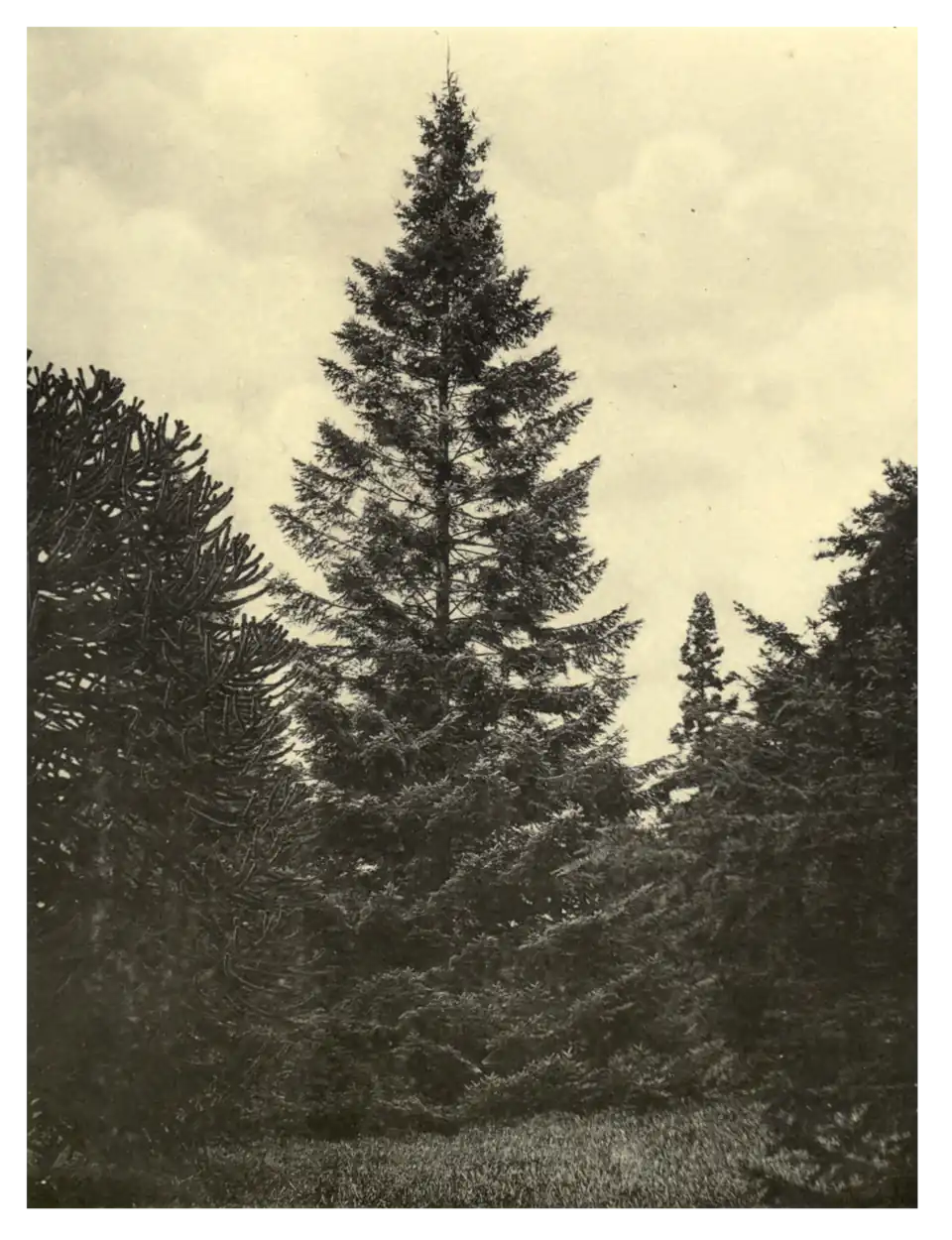 Plate 217: Giant Fir at Eastnor Castle