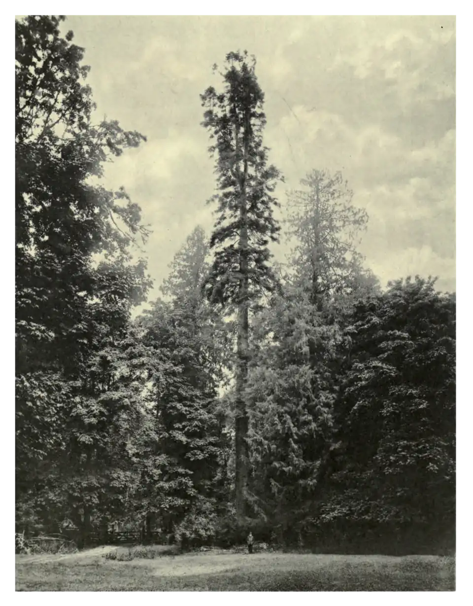 Plate 218: Giant Fir in Vancouver’s Island