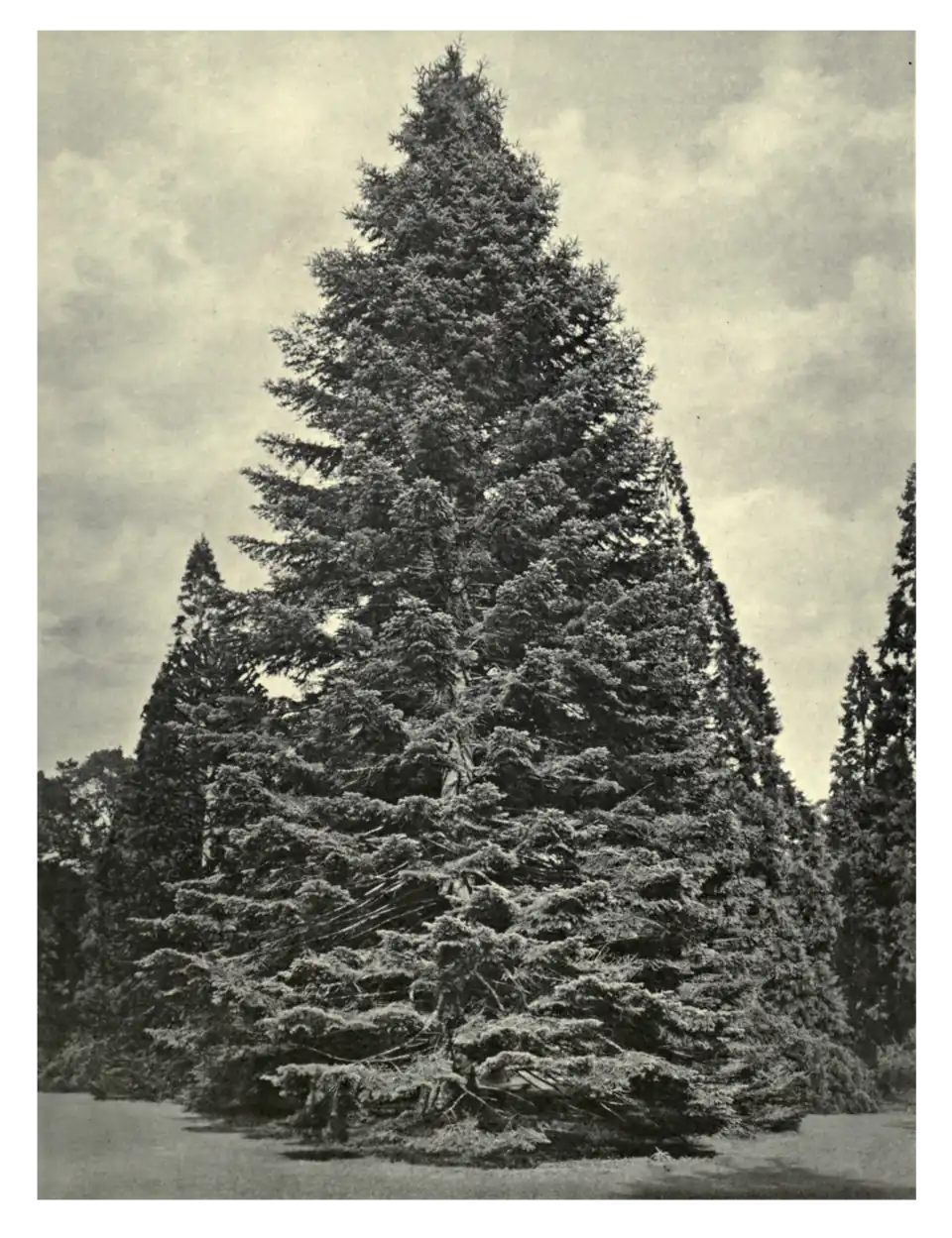 Plate 219: Californian Fir at Linton
