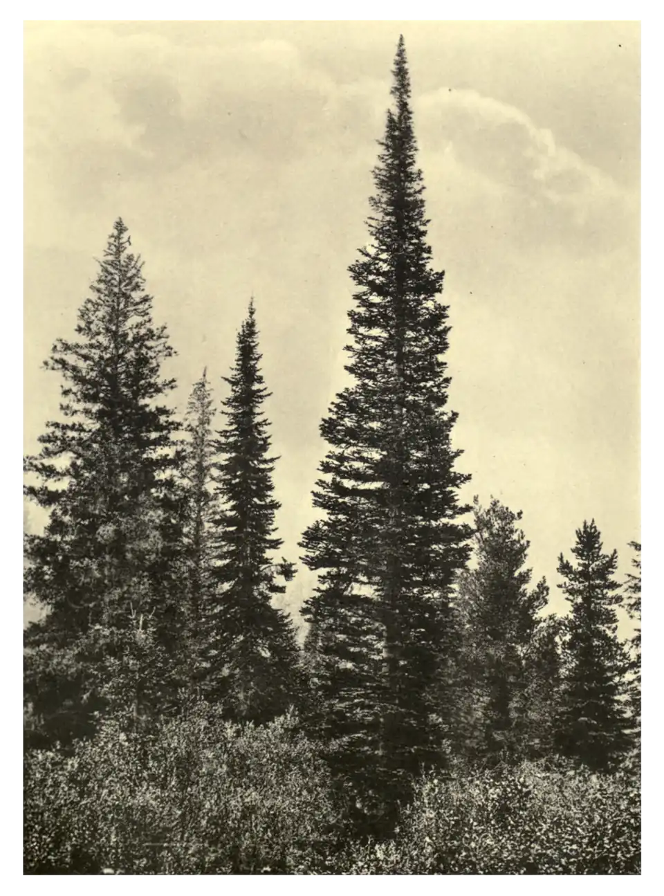 Plate 220: Lovely Fir in British Columbia