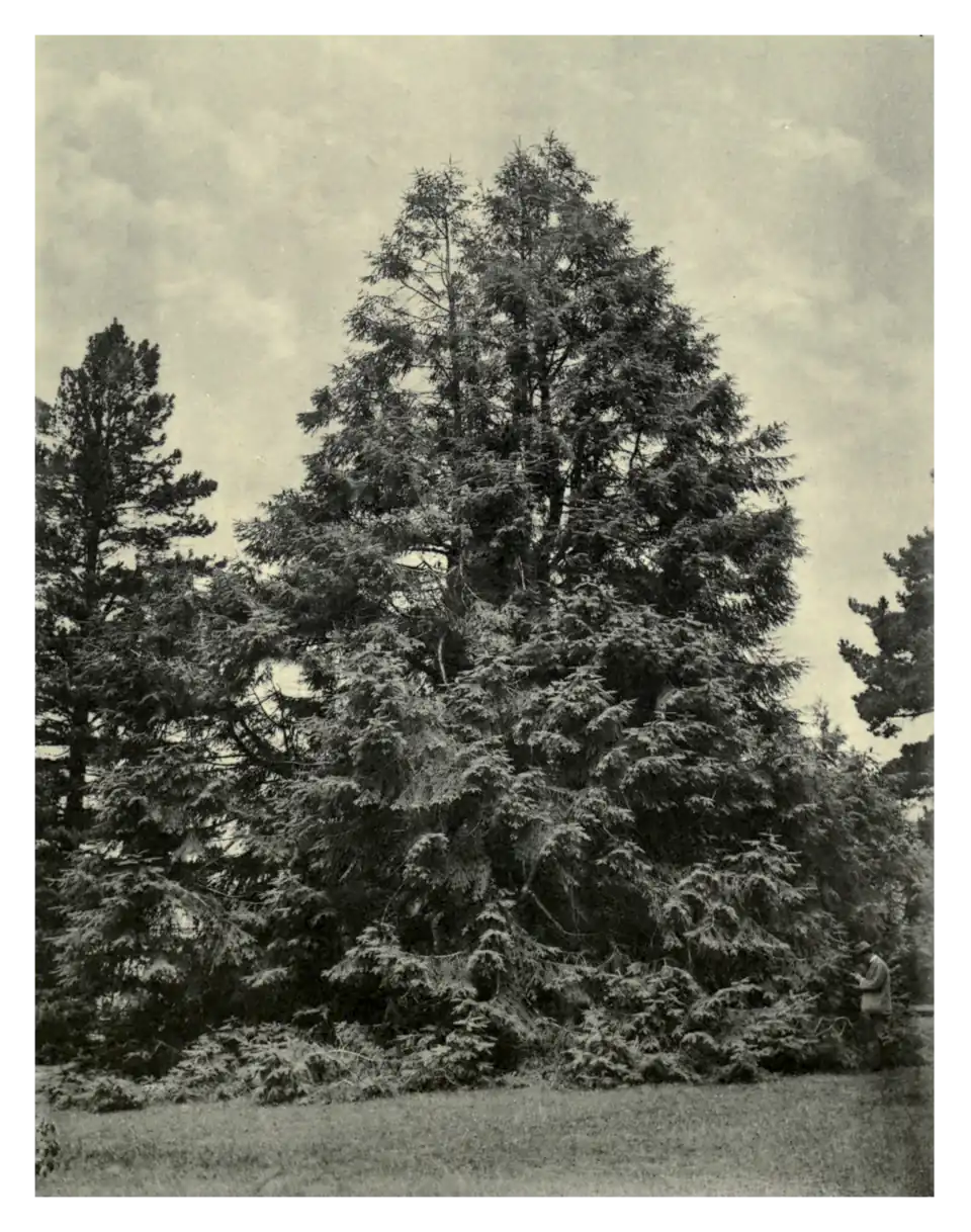 Plate 226: Mexican Fir at Fota