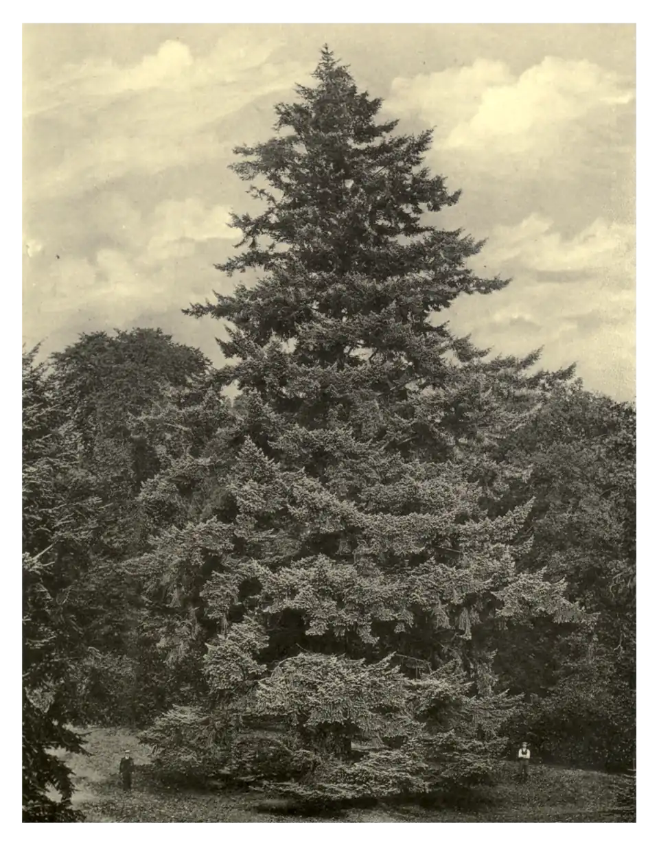 Plate 230: Douglas Fir at Lynedoch