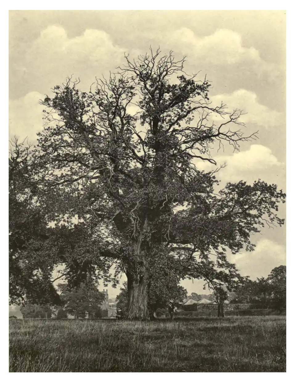 Plate 233: Spanish Chestnut at Althorp