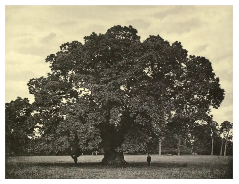 Plate 236: Spanish Chestnut at Rossanagh