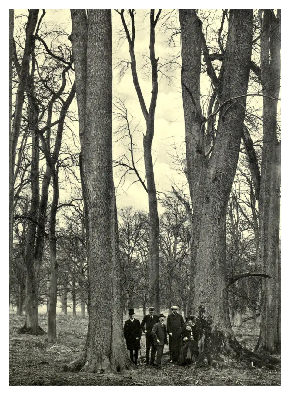Plate 239: Tall Ash at Cobham Park