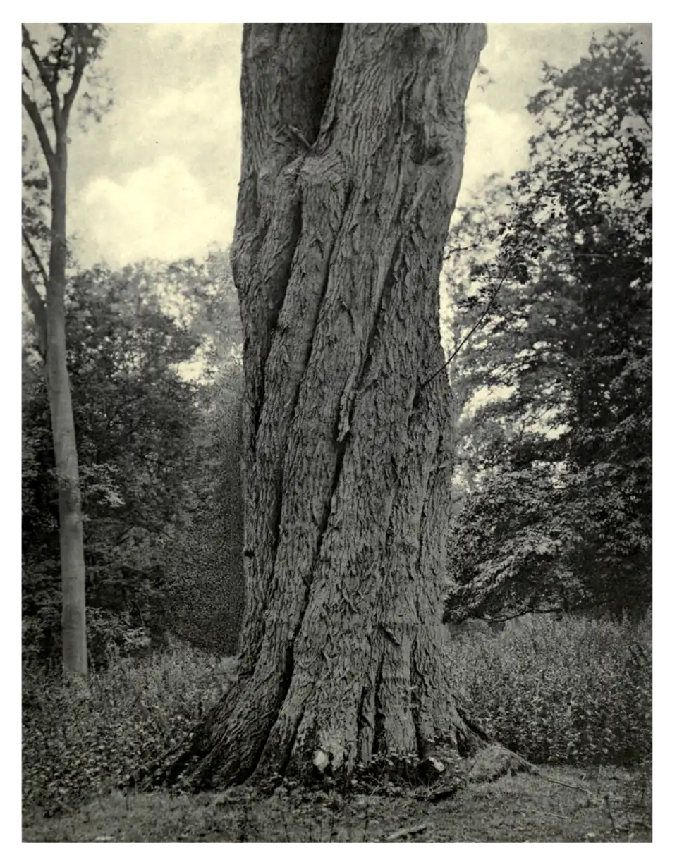 Plate 240: Twisted Ash at Cobham Park