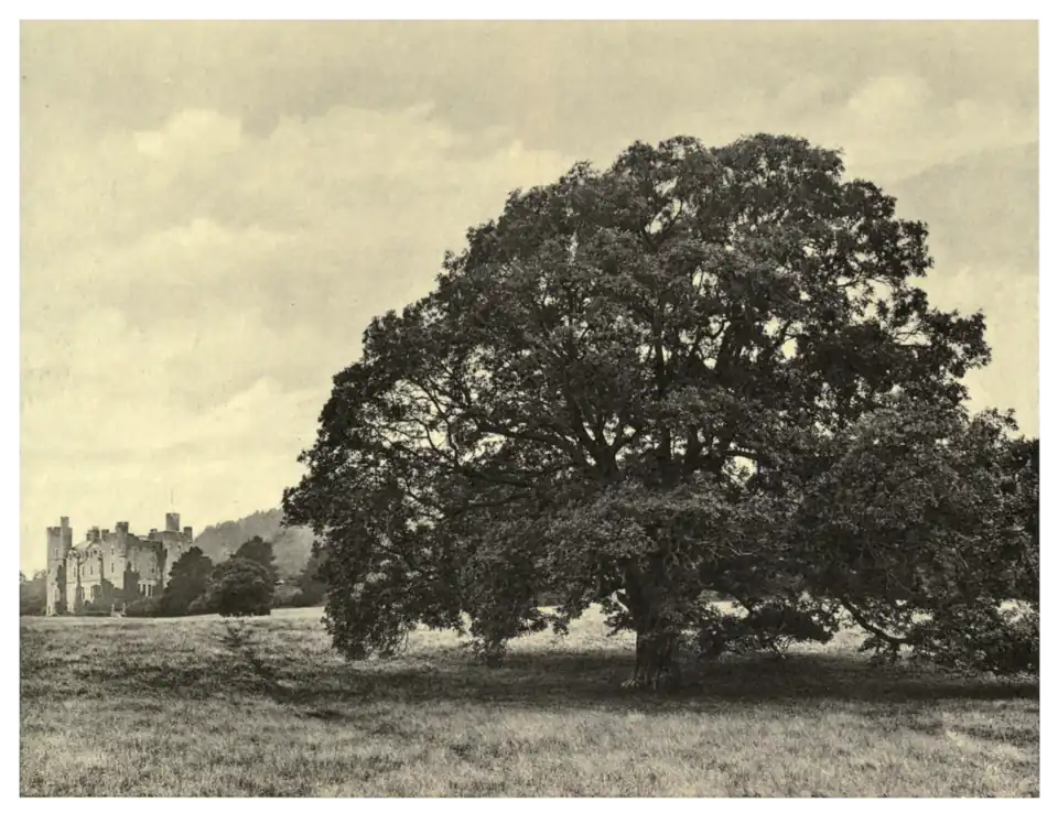 Plate 243: Ash at Castlewellan