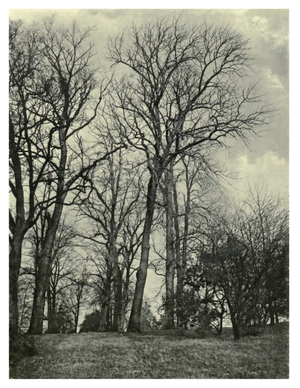 Plate 246: White Ash at Kew