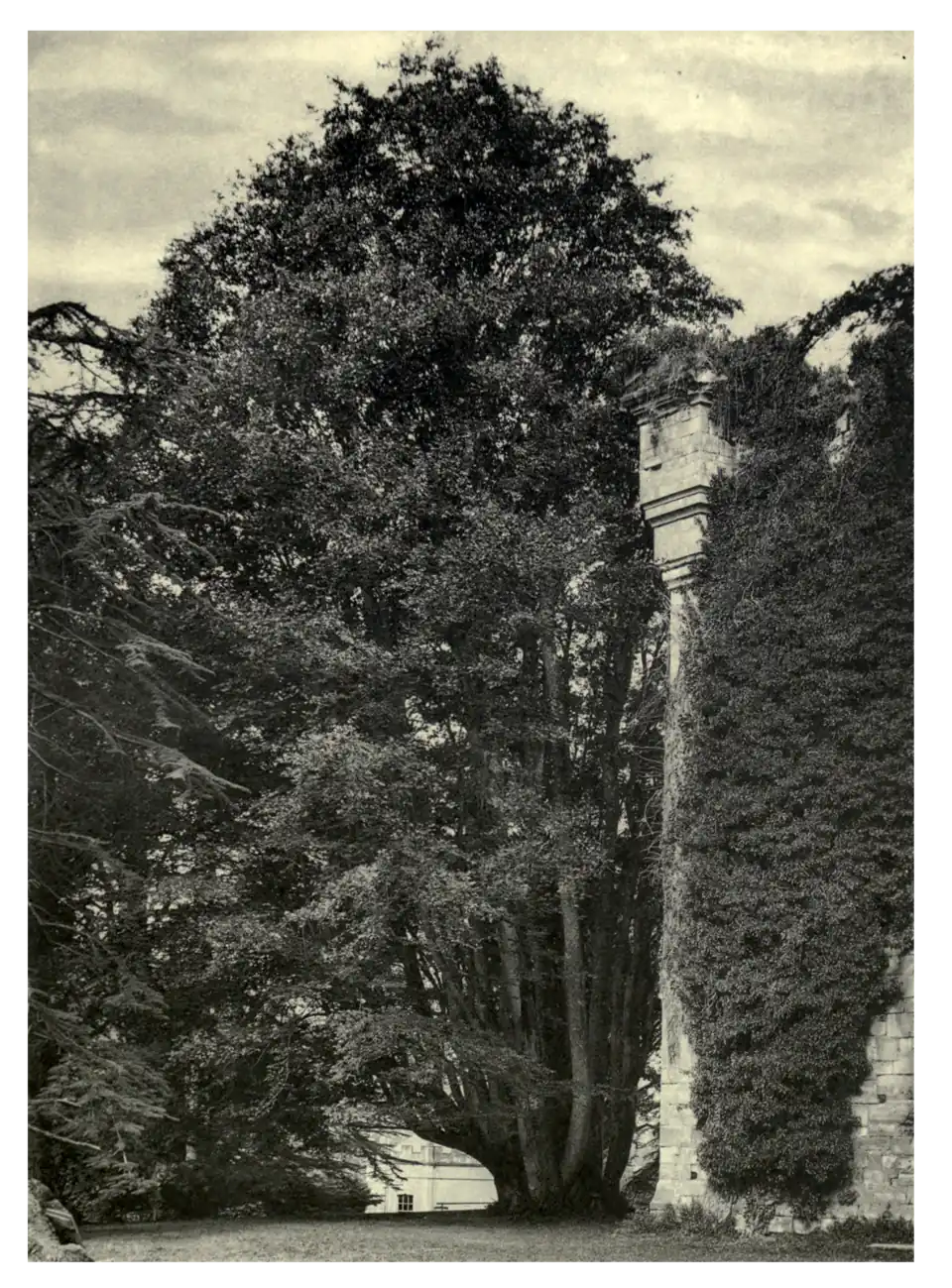Plate 248: Zelkova crenata at Wardour Castle