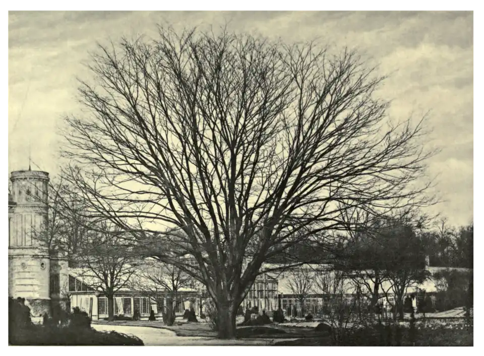 Plate 250: Zelkova acuminata at Carlsruhe