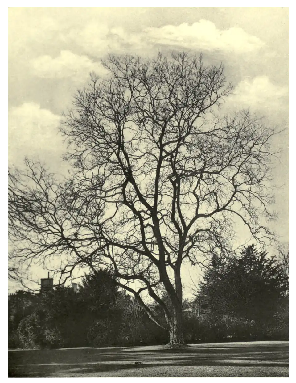 Plate 251: Celtis occidentalis at West Dean Park