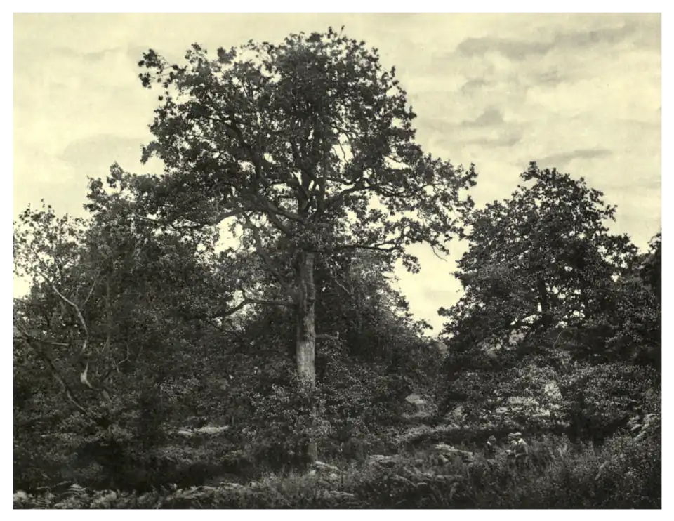 Plate 253: Alders at Kilmacurragh
