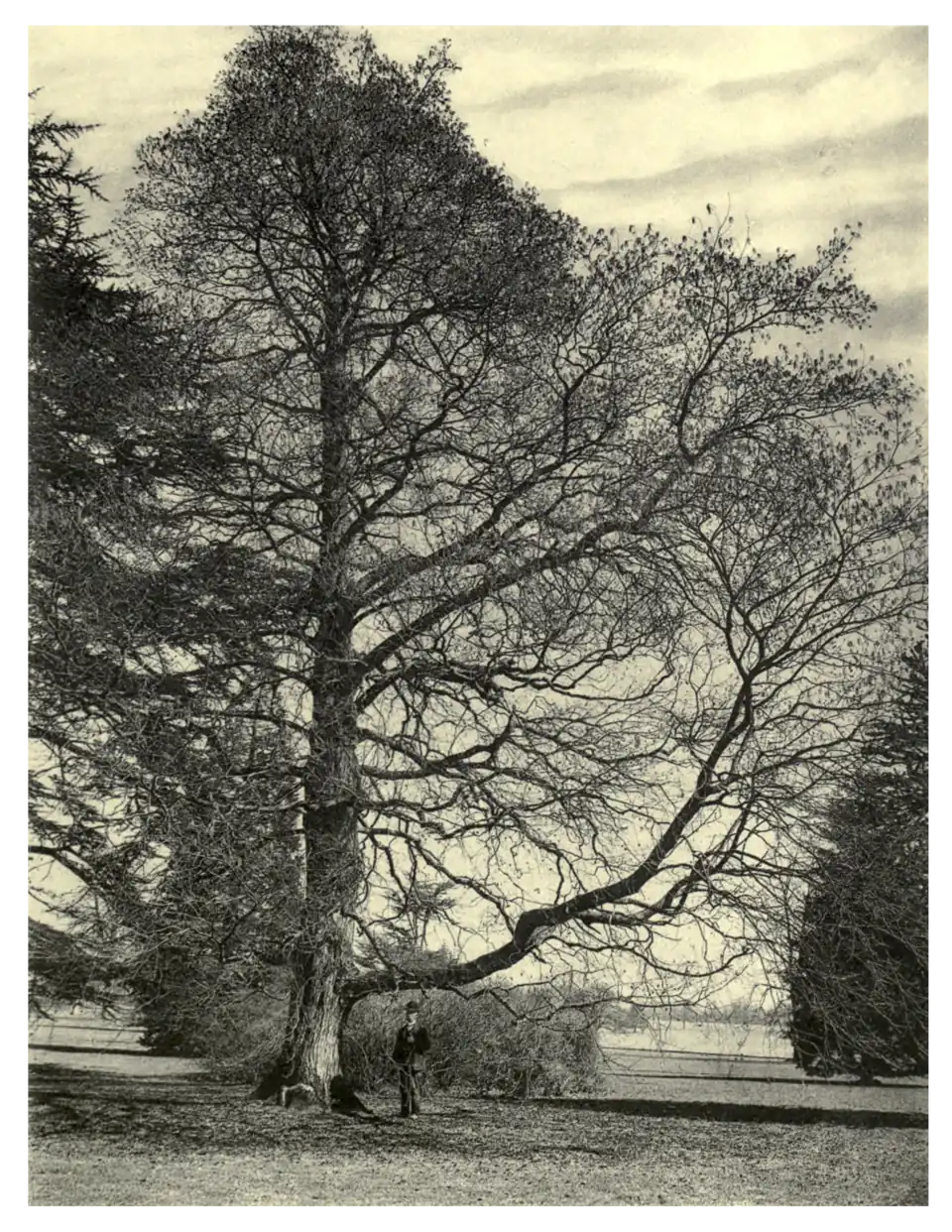 Plate 254: Italian Alder at Tottenham House, Savernake