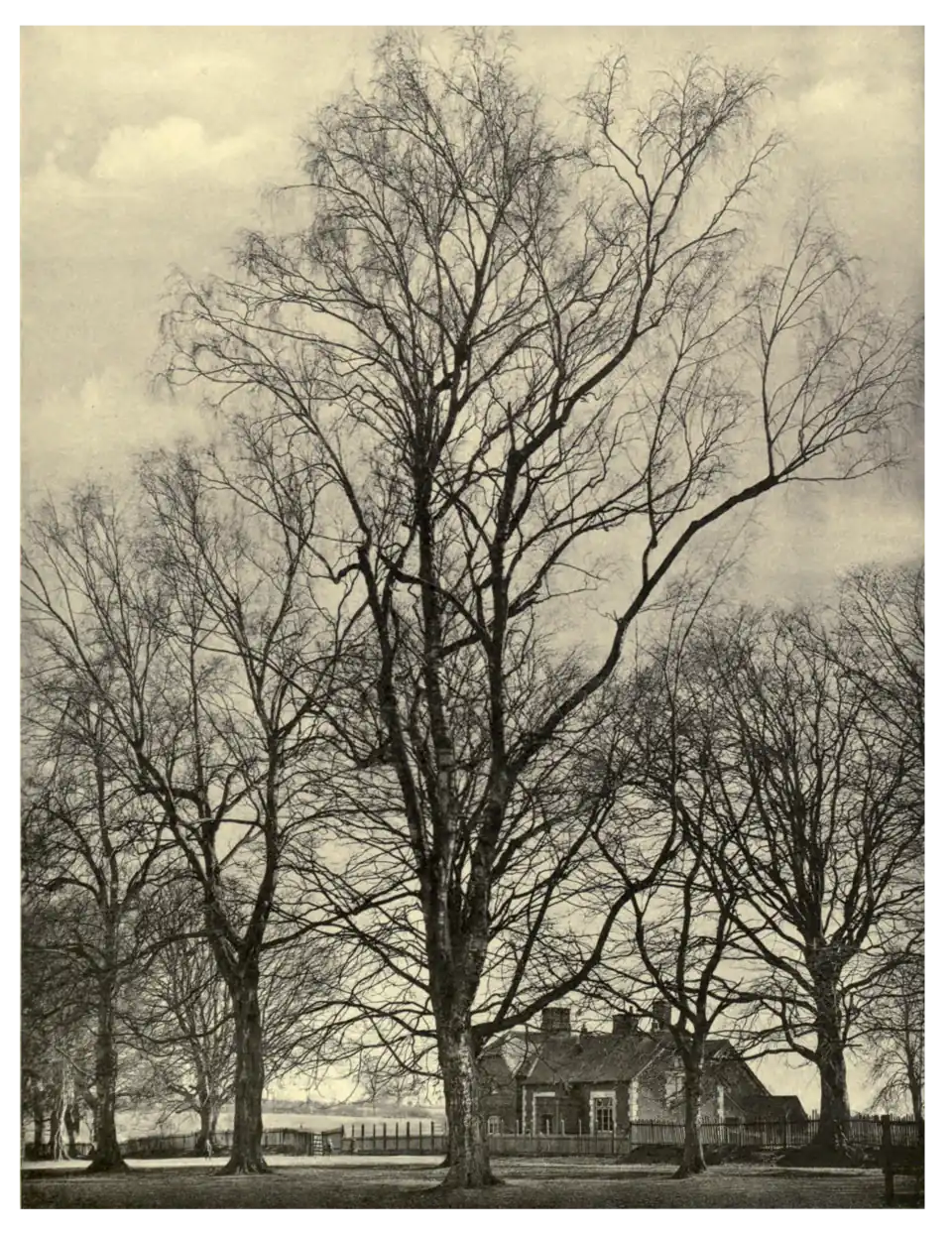 Plate 255: Birch at Savernake Forest