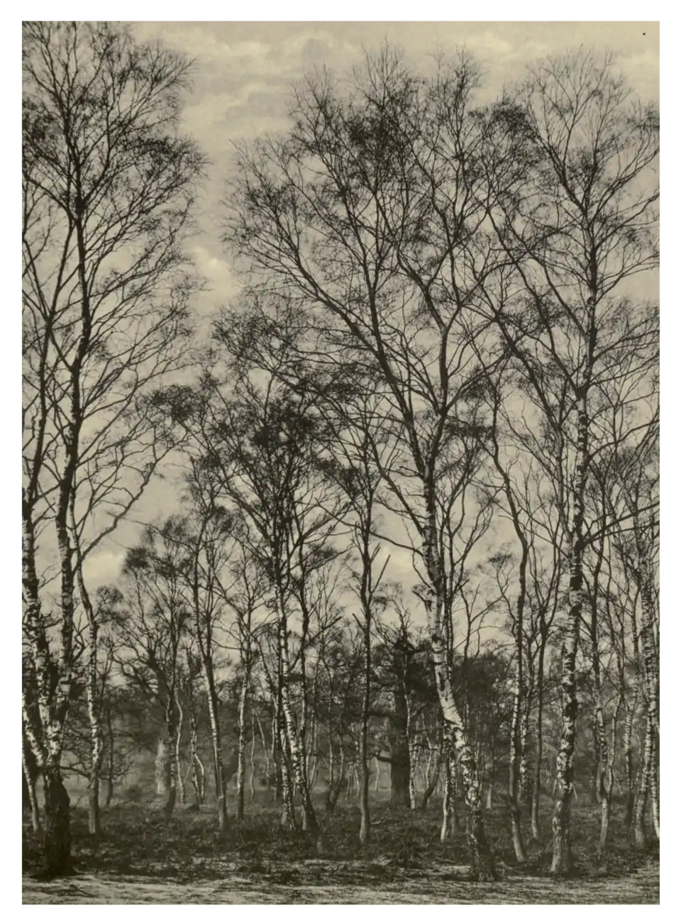 Plate 257: Birches in Sherwood Forest