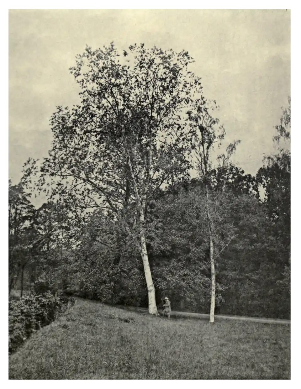 Plate 259: Paper Birch at Bicton