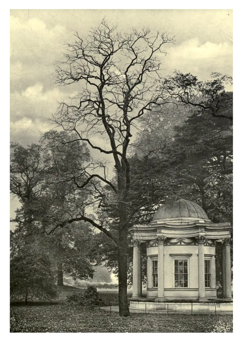 Plate 261: Diospyros virginiana at Kew