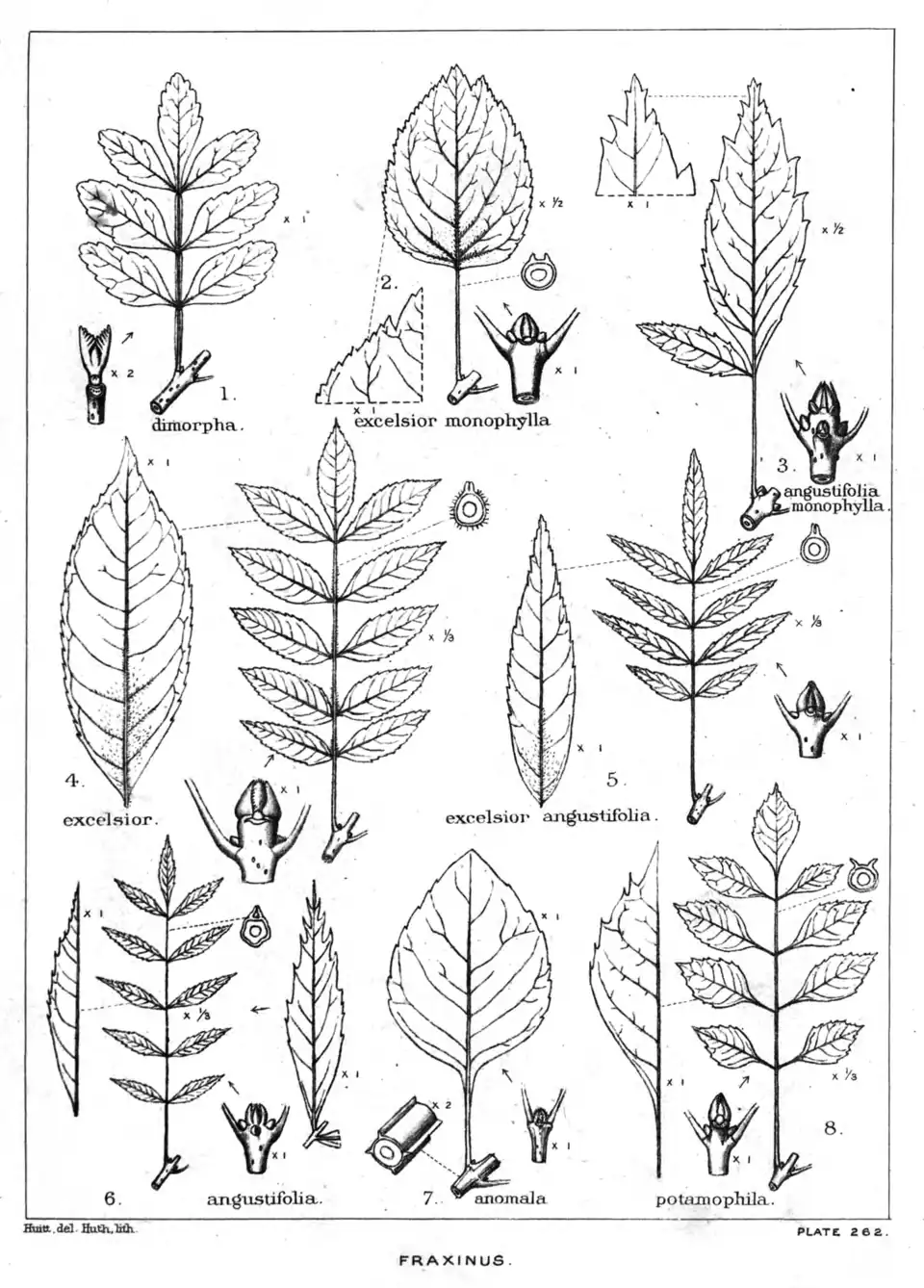 Plate 262: Fraxinus ; leaves, etc.