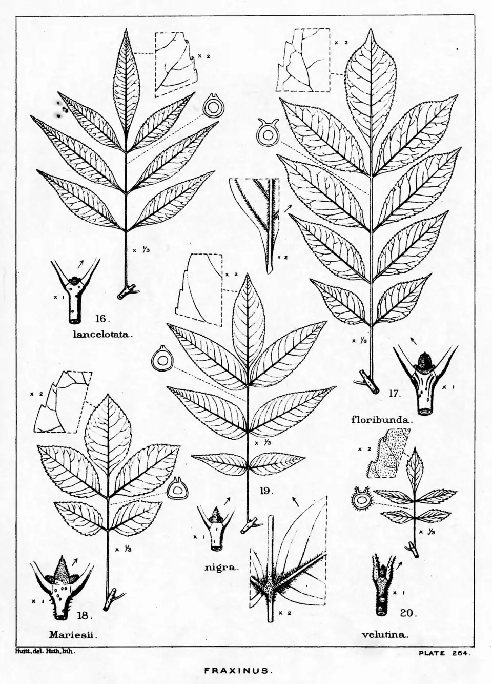 Plate 264: Fraxinus ; leaves, etc.