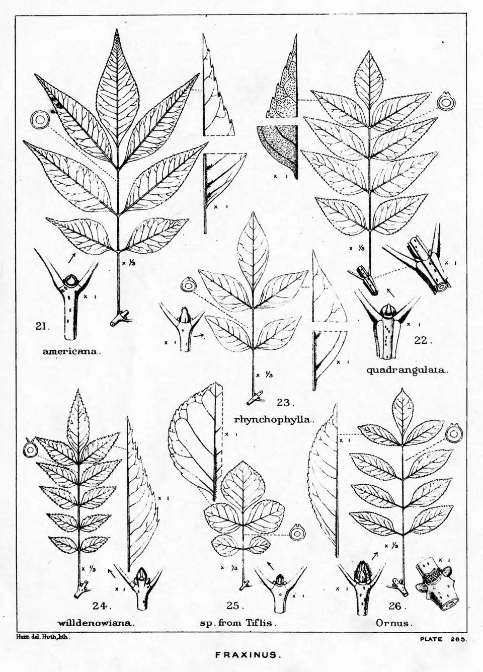 Plate 265: Fraxinus; leaves, etc.