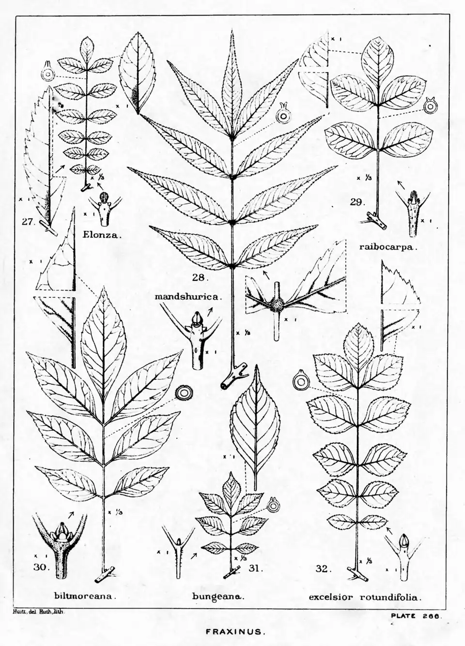 Plate 266: Fraxinus; leaves, etc.