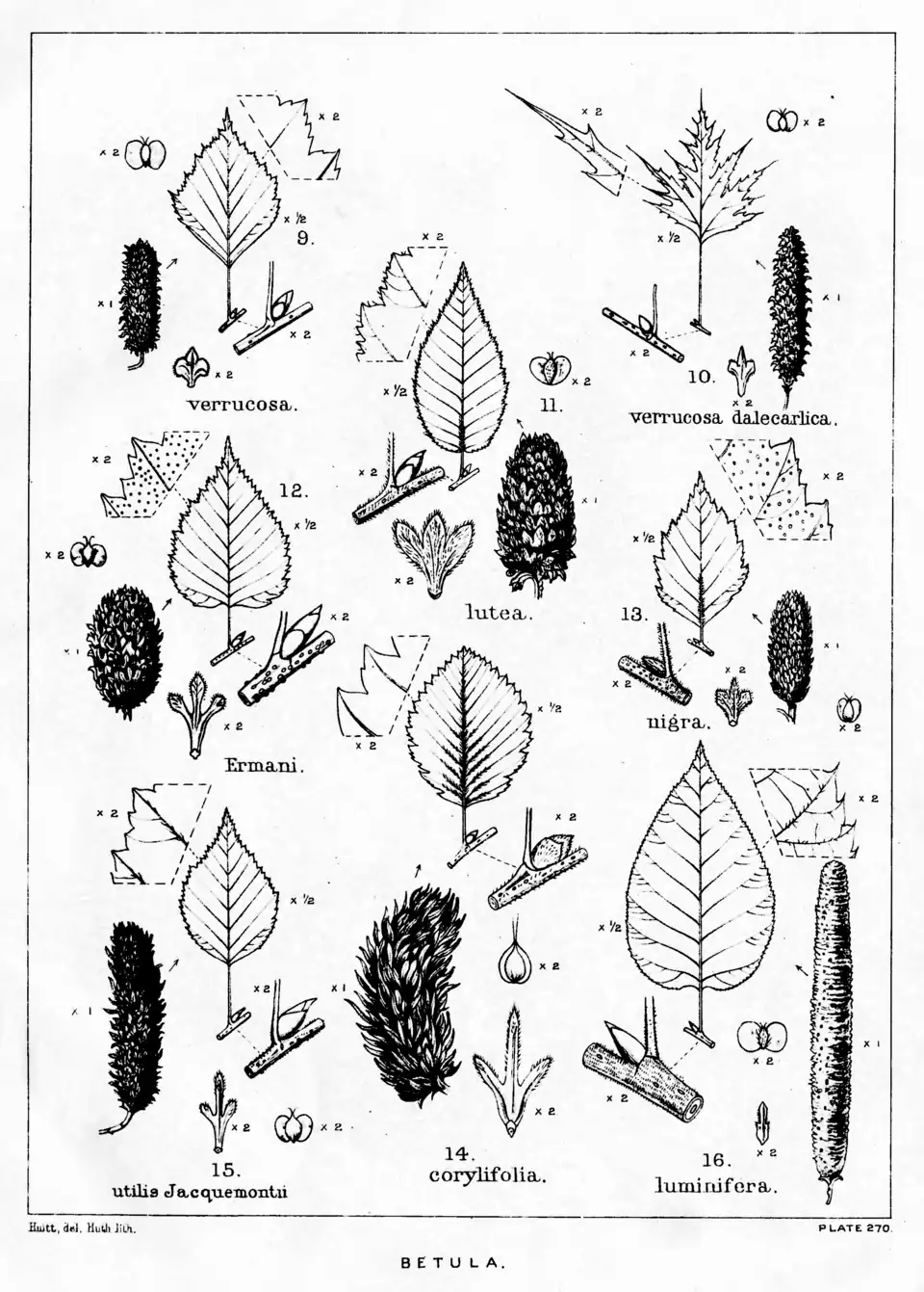 Plate 270: Betula; leaves, etc.