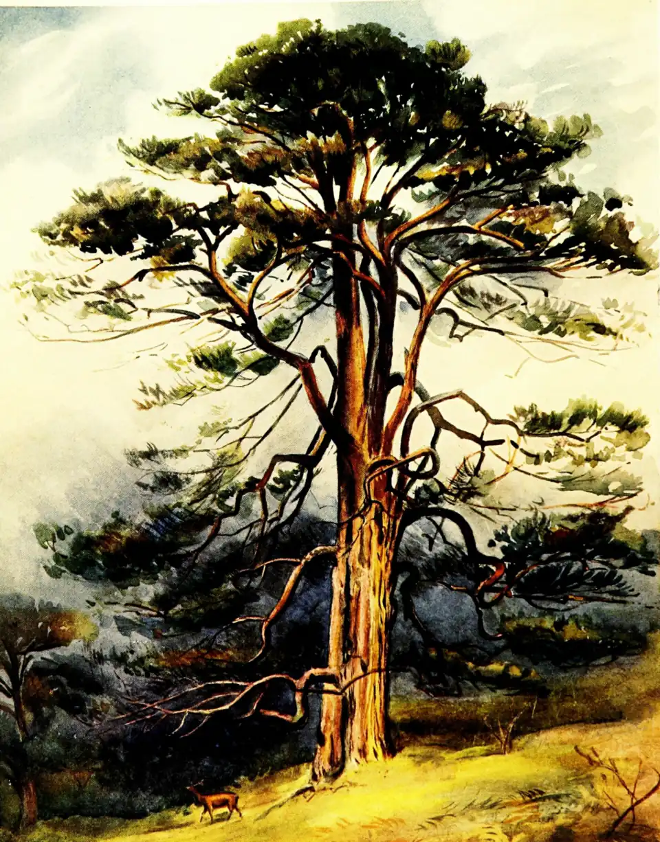 Frontispiece: Native Scots Pine at Invergarry (from a drawing by Miss Ruth Brand)