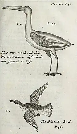 Two line diagrams of birds, relating to text on page 96 and 123.