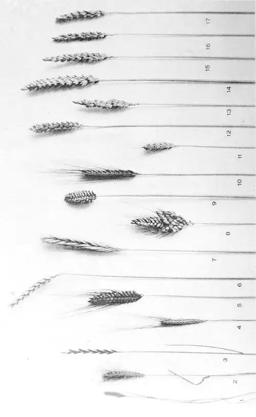 Wheat Varieties