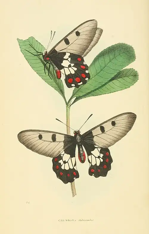 Plate 94.