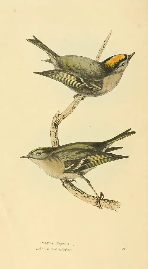 Plate 51.