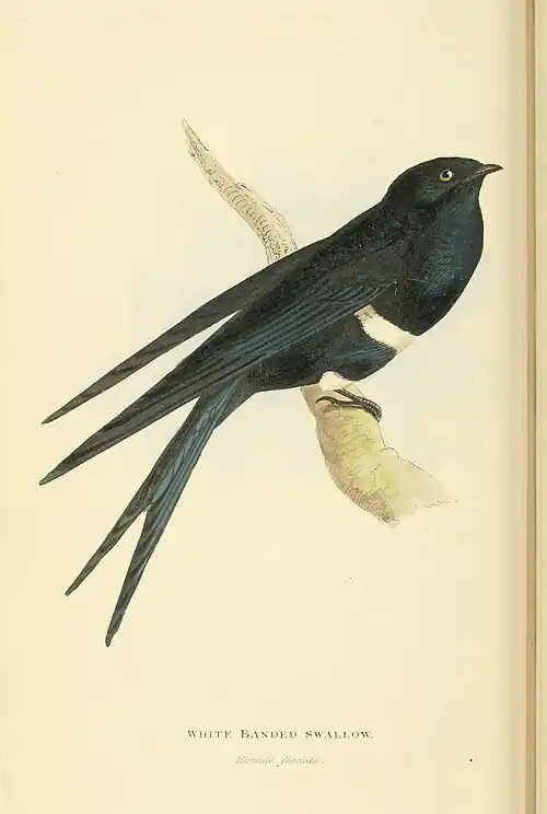 Plate 17.