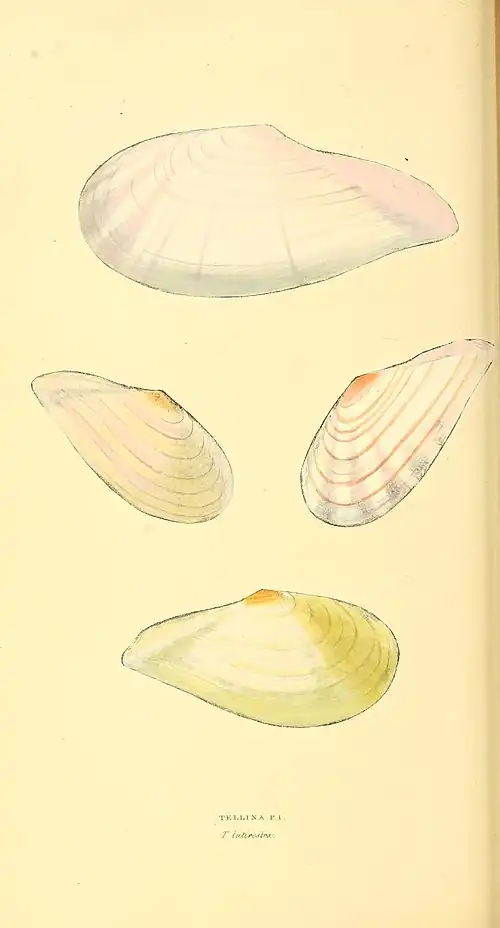 Plate 20.