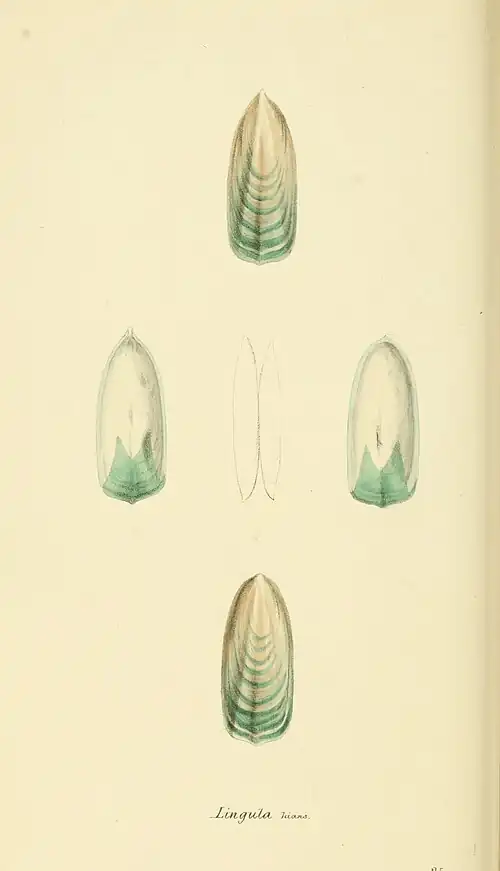 Plate 25.