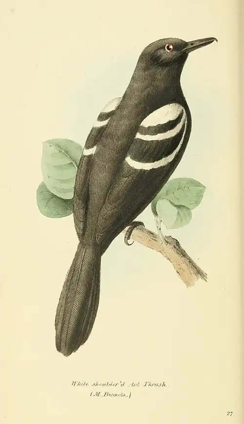 Plate 27.