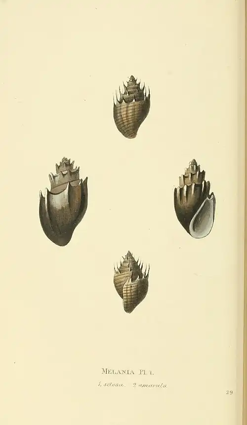 Plate 29.