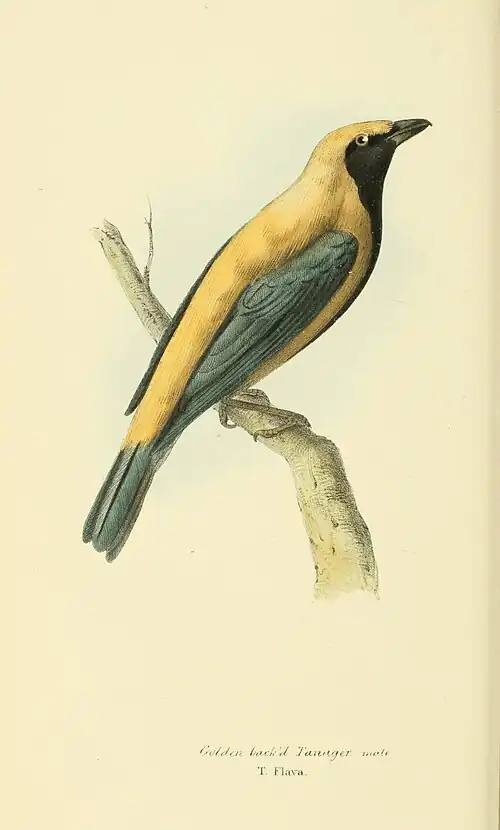 Plate 31.