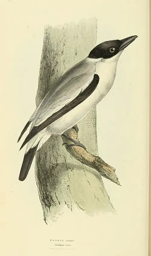 Plate 35.