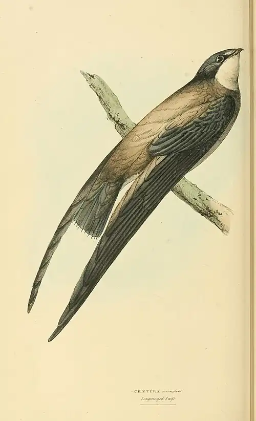 Plate 42.