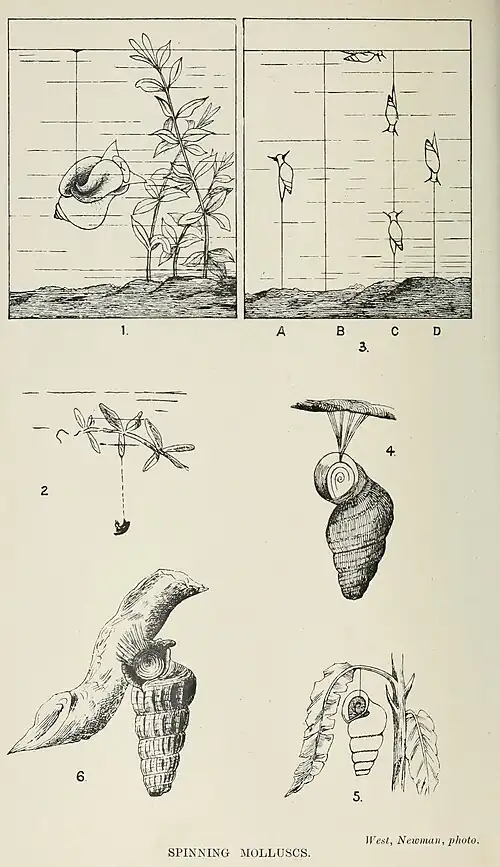 images of spinning molluscs