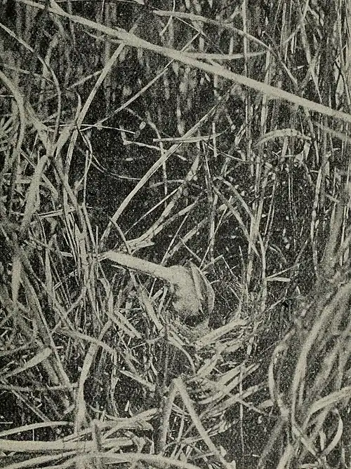 image of Bearded Titmouse cleaning out Nest