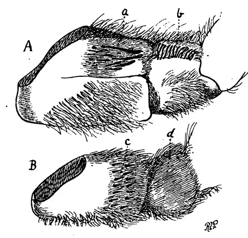 Stridulating organ of Phoneyusa